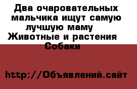 Два очаровательных мальчика ищут самую лучшую маму  -  Животные и растения » Собаки   